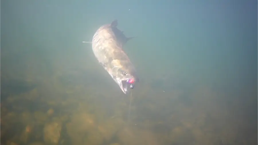 Chum Salmon Underwater