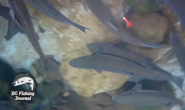 Central Vancouver Island Rivers exploring and fishing