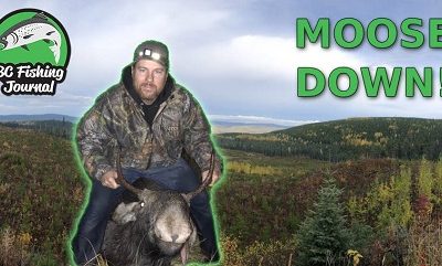 Moose Hunting in BC Cariboo Area – Bull Down!