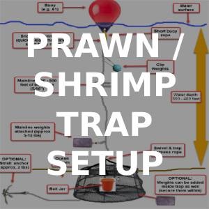 How to Setup a Prawn Trap