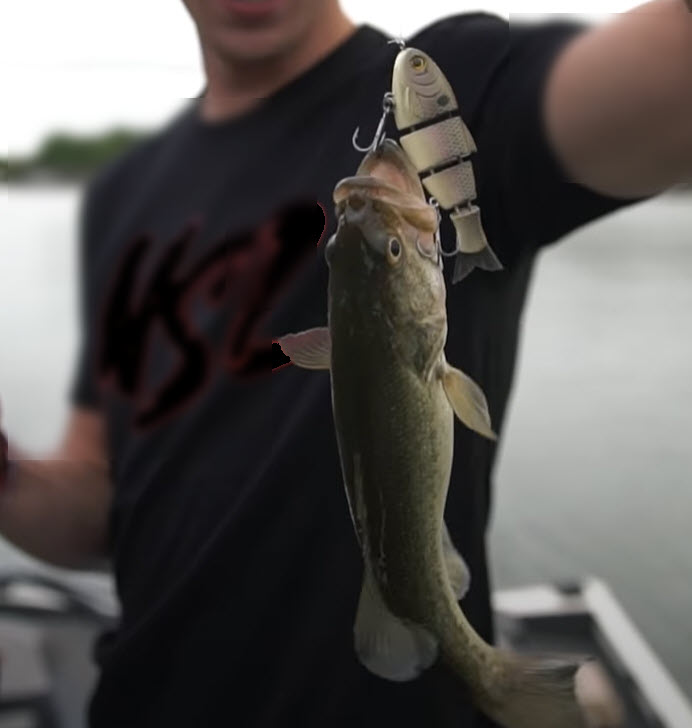 bull-shad-swim-bait-largemouth-bass bull shad swimbait