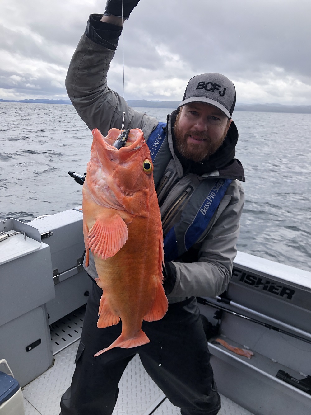 yellow eye pine island port hardy yellow eye jesse