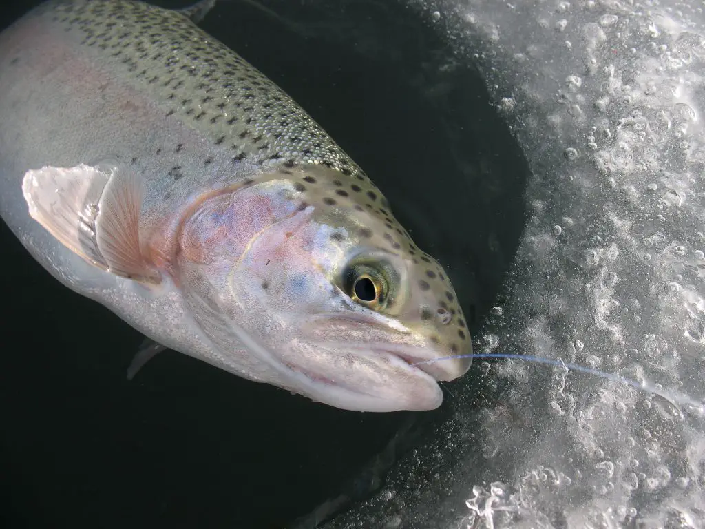 Rainbow trout ice fishing