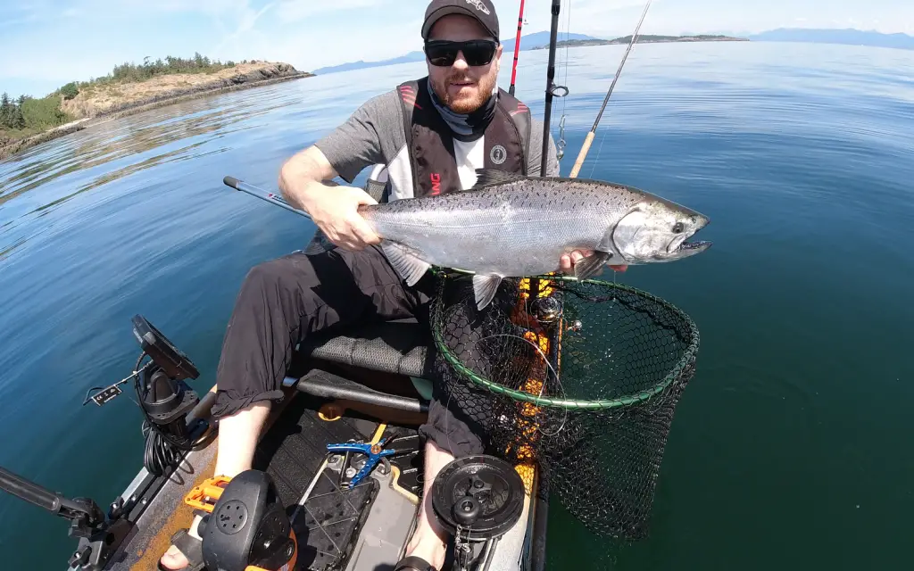 Jigged chinook salmon in kayak Jigged chinook salmon in kayak