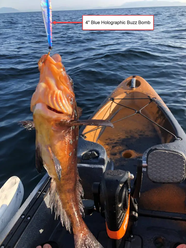greenling on buzz bomb lure