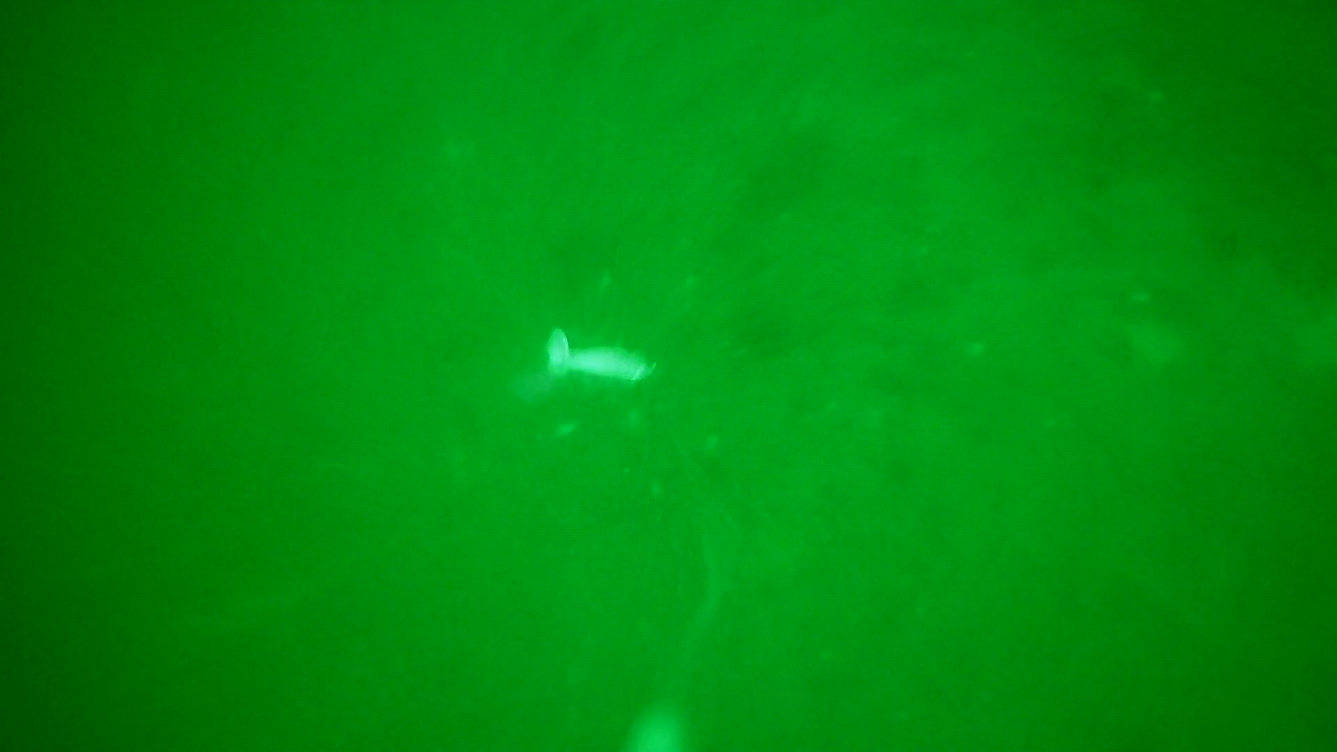 Lingcod-strike Lingcod bite on dropping lure
