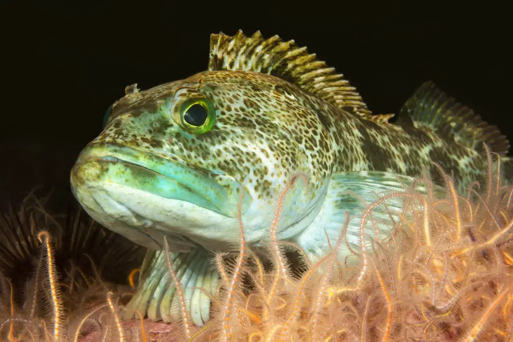 Lingcod underwater view Lingcod underwater view