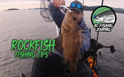 How to catch Rockfish with small Swim Jigs