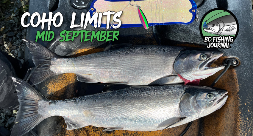 coho-limits-mid-september-fishing-featured