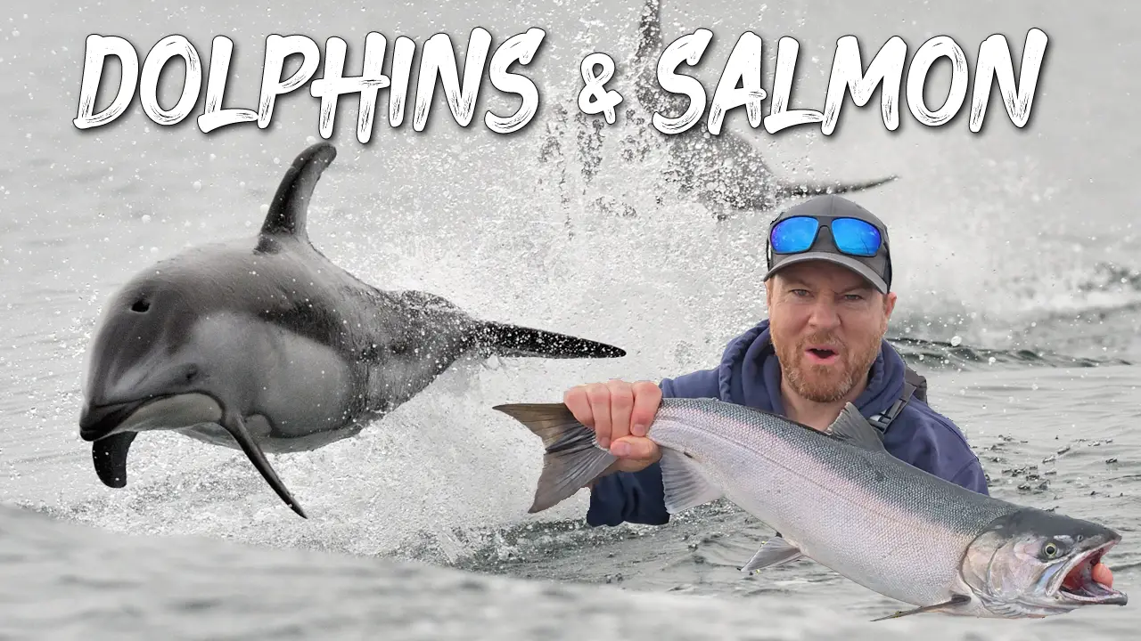 dolphins and coho