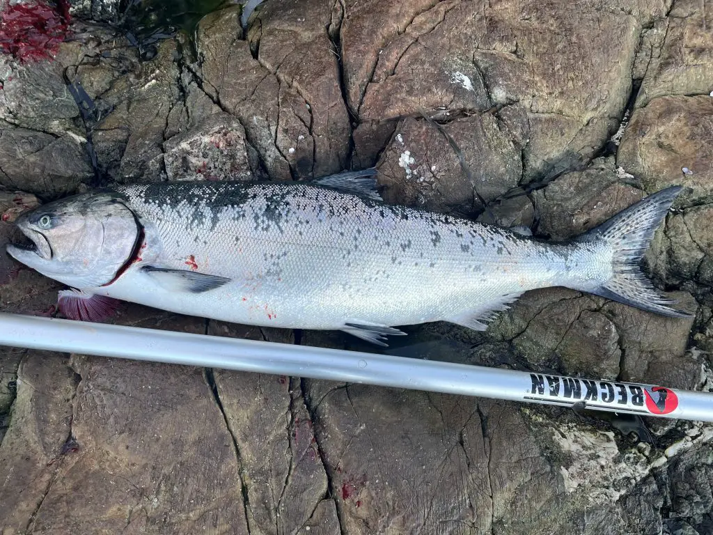 Winter Chinook on Rocky Point Winter Chinook on Rocky Point