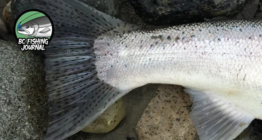 Winter Steelhead and No Fish will Satisfy