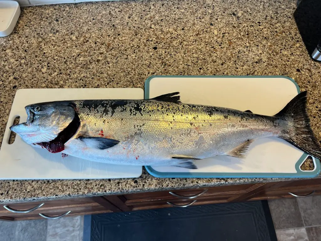 Winter Chinook on cutting board Winter Chinook on cutting board