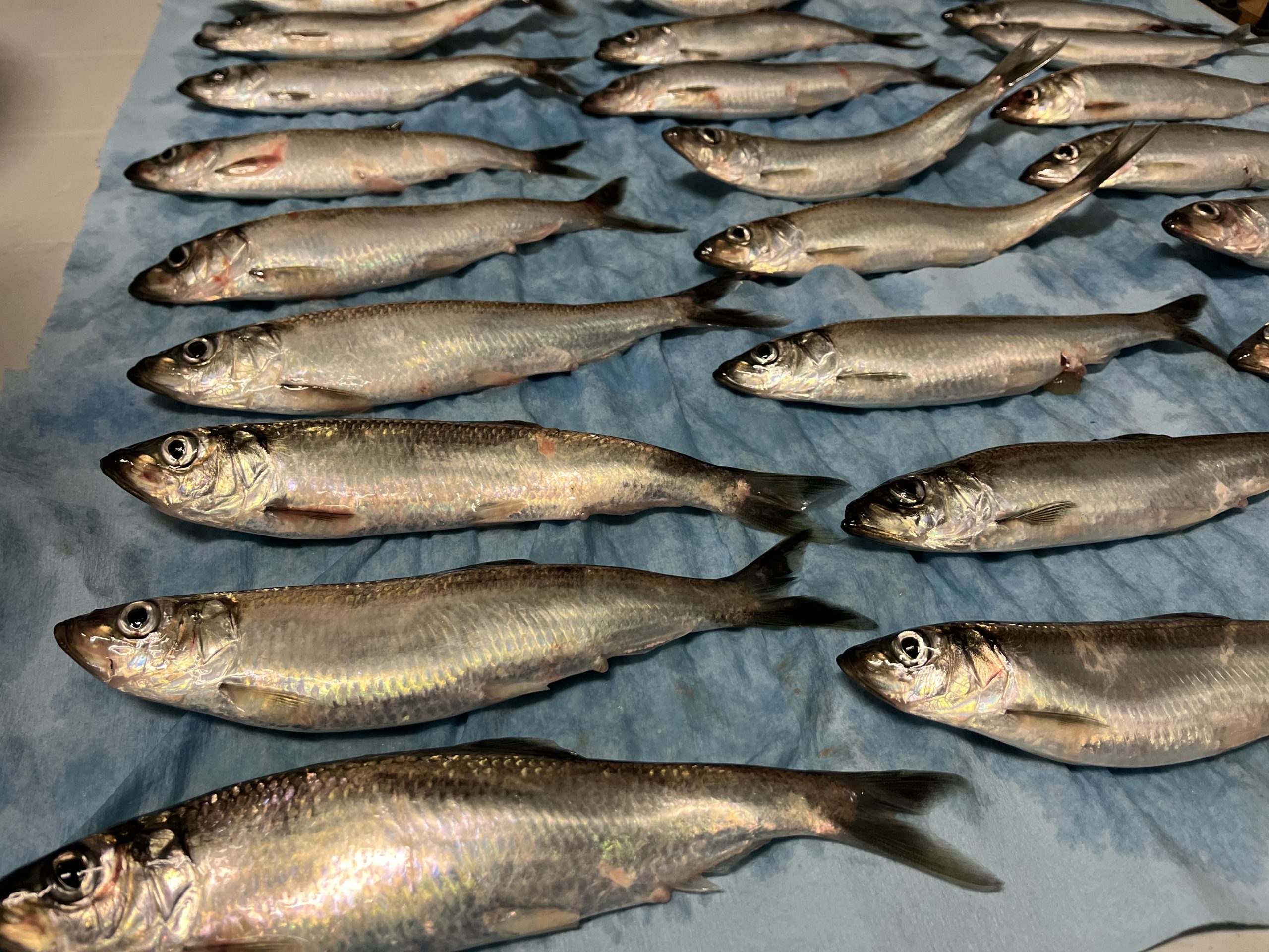 Herring Bait Ball under my Kayak
