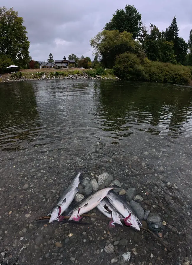 Chinook Salmon on stringer Chinook Salmon on stringer