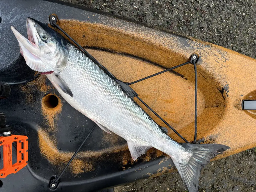 Chum Salmon in Kayak