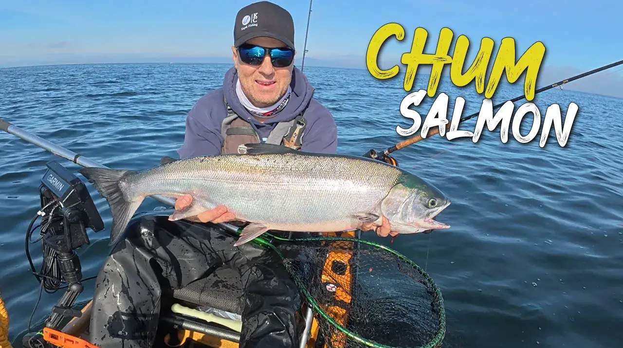 Is Chum Salmon Good to Eat? Catching Ocean Chum Salmon in the Kayak